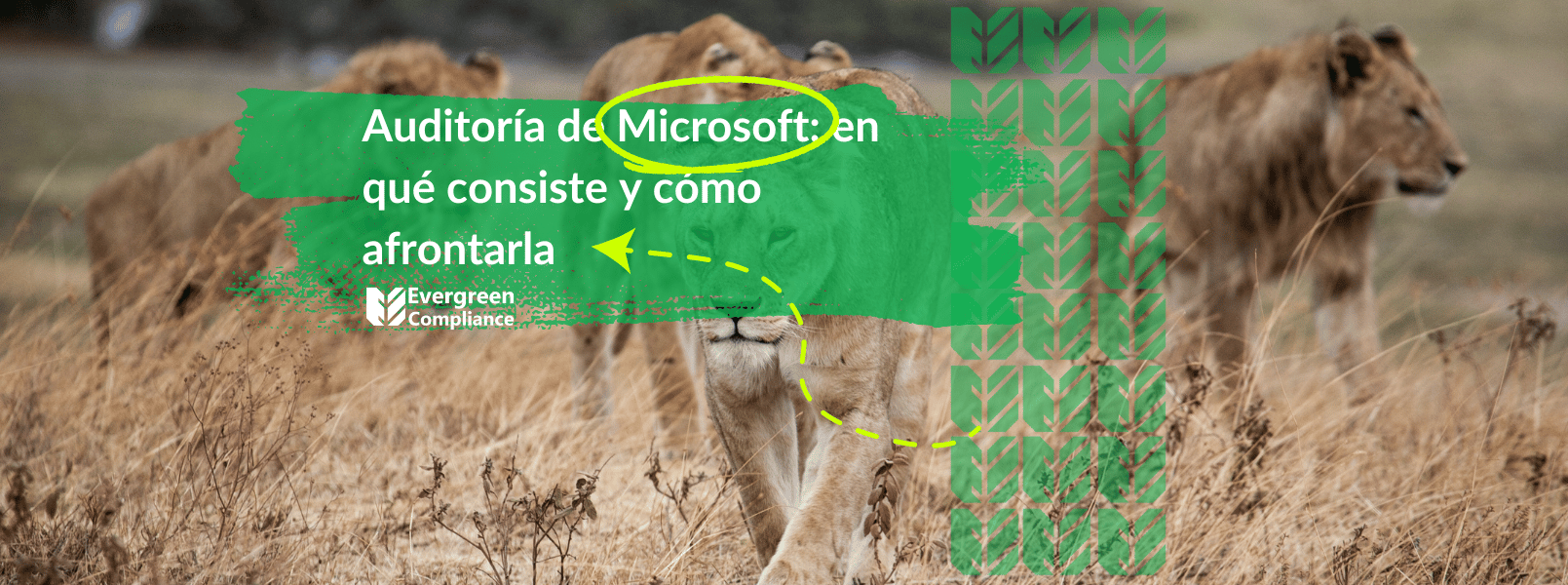 Auditoría Microsoft: en qué consiste y cómo afrontarla